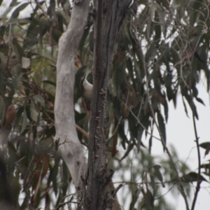 Cormobates leucophaea at QPRC LGA - 3 May 2024