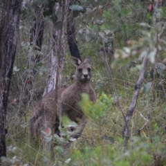 Macropus giganteus (Eastern Grey Kangaroo) at suppressed - 3 May 2024 by LyndalT