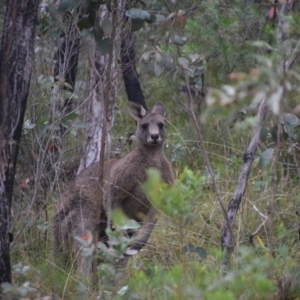 Macropus giganteus (Eastern Grey Kangaroo) at QPRC LGA by LyndalT