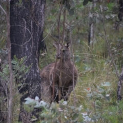 Macropus giganteus at QPRC LGA - suppressed