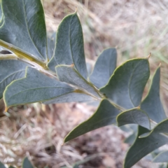 Acacia cultriformis at McKellar, ACT - 4 May 2024 by abread111