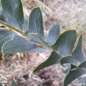 Acacia cultriformis at McKellar, ACT by abread111