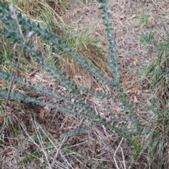 Acacia cultriformis at McKellar, ACT - 4 May 2024 03:40 PM