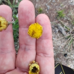 Coronidium scorpioides (Button Everlasting) at QPRC LGA - 4 May 2024 by LyndalT