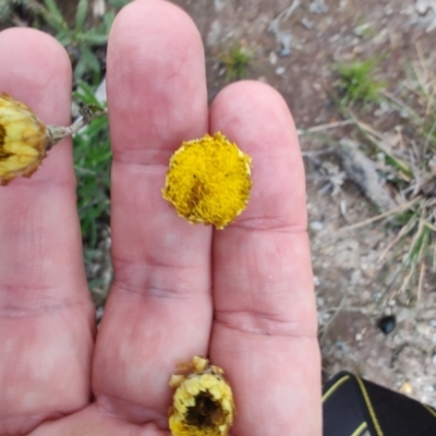 Coronidium scorpioides (Button Everlasting) at QPRC LGA - 4 May 2024 by LyndalT