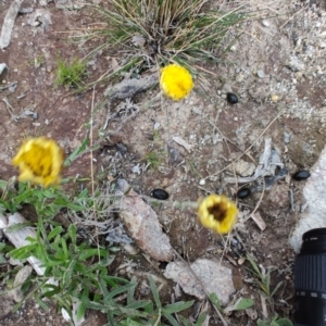 Coronidium scorpioides at QPRC LGA - suppressed