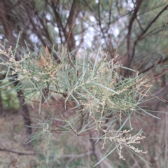 Acacia boormanii (Snowy River Wattle) at Evatt, ACT - 4 May 2024 by abread111