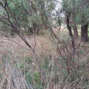 Acacia boormanii at Evatt, ACT - 4 May 2024 03:42 PM