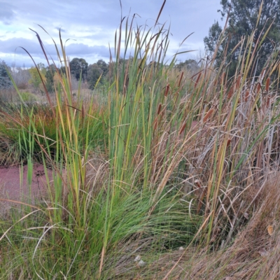 Typha orientalis (Broad-leaved Cumbumgi) at Evatt, ACT - 4 May 2024 by abread111