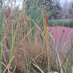 Typha orientalis at Evatt, ACT - 4 May 2024 03:55 PM