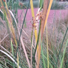 Schoenoplectus tabernaemontani (River Club-rush) at Evatt, ACT - 4 May 2024 by abread111