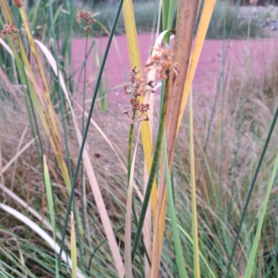 Schoenoplectus validus (River Club-rush) at Evatt, ACT - 4 May 2024 by abread111