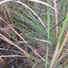 Schoenoplectus validus at Evatt, ACT - 4 May 2024