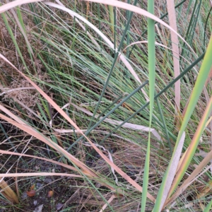 Schoenoplectus validus at Evatt, ACT - 4 May 2024