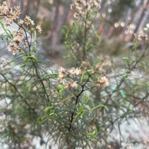 Cassinia quinquefaria at Point 4997 - 1 May 2024