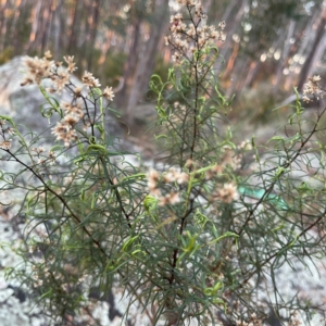 Cassinia quinquefaria at Point 4997 - 1 May 2024