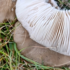 Unidentified Cap on a stem; gills below cap [mushrooms or mushroom-like] at Manar, NSW - 4 May 2024 by LyndalT