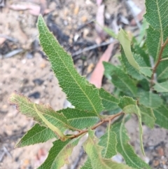 Lomatia ilicifolia (Holly Lomatia) at suppressed - 4 May 2024 by LyndalT
