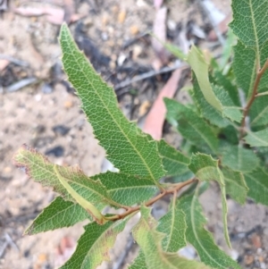 Lomatia ilicifolia at Manar, NSW by LyndalT
