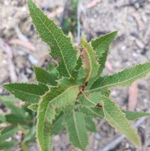 Lomatia ilicifolia at QPRC LGA - 4 May 2024