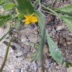 Goodenia bellidifolia subsp. bellidifolia (Daisy Goodenia) at QPRC LGA - 4 May 2024 by LyndalT