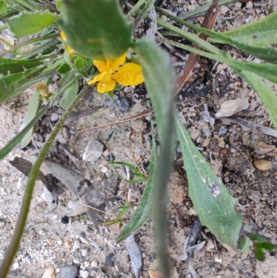 Goodenia bellidifolia subsp. bellidifolia at QPRC LGA - 4 May 2024 by LyndalT