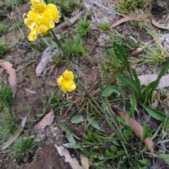 Goodenia bellidifolia subsp. bellidifolia at QPRC LGA - suppressed