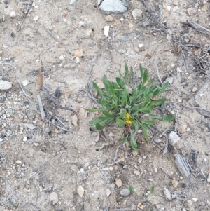 Goodenia bellidifolia subsp. bellidifolia at QPRC LGA - suppressed