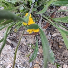 Goodenia bellidifolia subsp. bellidifolia at QPRC LGA - suppressed