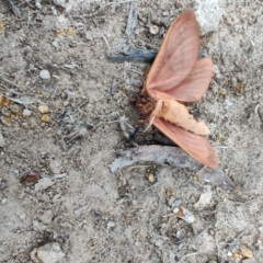 Oxycanus (genus) (Unidentified Oxycanus moths) at QPRC LGA - 4 May 2024 by LyndalT