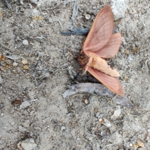 Oxycanus (genus) (Unidentified Oxycanus moths) at QPRC LGA by LyndalT