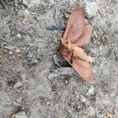 Oxycanus (genus) at QPRC LGA - 4 May 2024