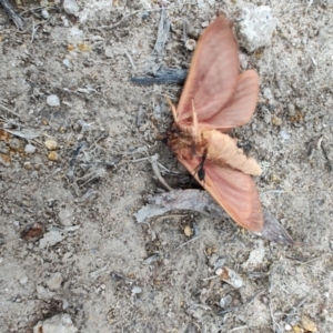 Oxycanus (genus) at QPRC LGA - 4 May 2024