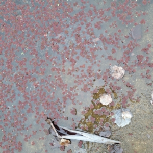 Azolla pinnata at Evatt, ACT - 4 May 2024