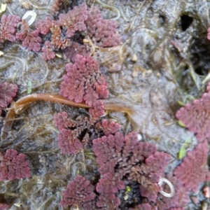 Azolla pinnata at Evatt, ACT - 4 May 2024