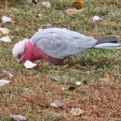 Eolophus roseicapilla (Galah) at Kambah, ACT - 4 May 2024 by MatthewFrawley