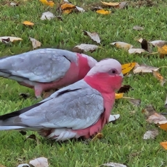 Eolophus roseicapilla at Kambah, ACT - 4 May 2024