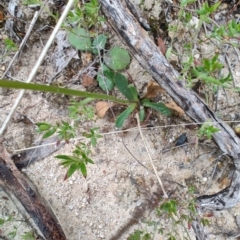 Brachyscome spathulata (Coarse Daisy, Spoon-leaved Daisy) at Bombay, NSW - 4 May 2024 by LyndalT