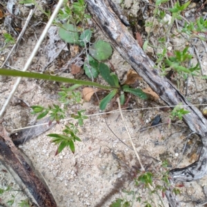 Brachyscome spathulata at QPRC LGA - 4 May 2024