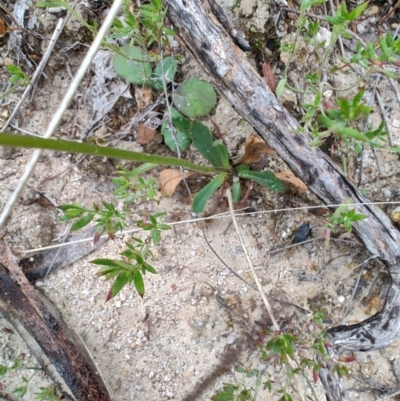 Brachyscome spathulata (Coarse Daisy, Spoon-leaved Daisy) at Bombay, NSW - 4 May 2024 by LyndalT