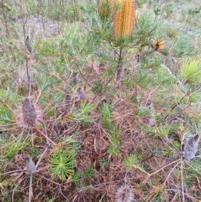 Banksia spinulosa (Hairpin Banksia) at Bombay, NSW - 4 May 2024 by LyndalT