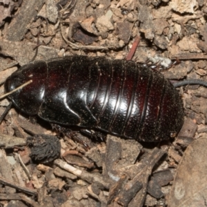Panesthia australis (Common wood cockroach) at Higgins Woodland by AlisonMilton