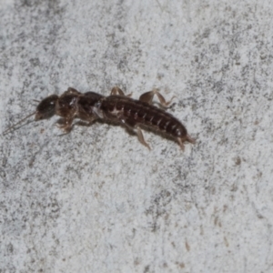 Anisolabididae (family) at Higgins, ACT - 4 May 2024