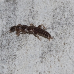 Anisolabididae (family) (Unidentified wingless earwig) at Higgins, ACT - 4 May 2024 by AlisonMilton