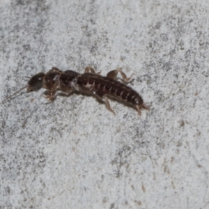 Anisolabididae (family) (Unidentified wingless earwig) at Higgins, ACT by AlisonMilton