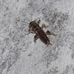 Embioptera sp. (order) at Higgins, ACT - 4 May 2024