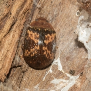 Paropsis aspera at Higgins Woodland - 4 May 2024 11:50 AM