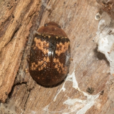 Paropsis aspera (Eucalyptus Tortoise Beetle) at Higgins, ACT - 4 May 2024 by AlisonMilton