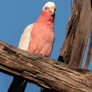 Eolophus roseicapilla at Coonabarabran, NSW - 8 Aug 2022 04:49 PM