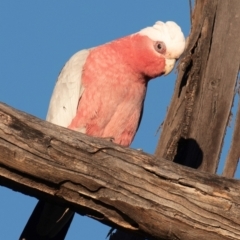 Eolophus roseicapilla at Coonabarabran, NSW - 8 Aug 2022 04:49 PM